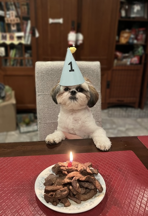 a dog wearing a blue birthday hat and a plate a steak on the table